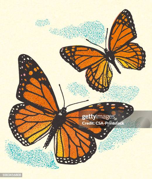 zwei schmetterlinge - butterfly insect stock-grafiken, -clipart, -cartoons und -symbole