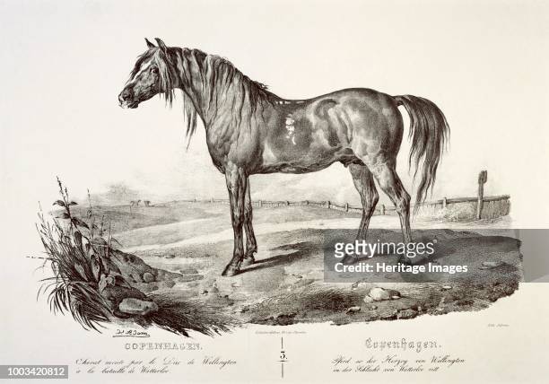 Copenhagen, the Duke of Wellington's horse, 19th century. Engraving in Apsley House, London. Artist Unknown.