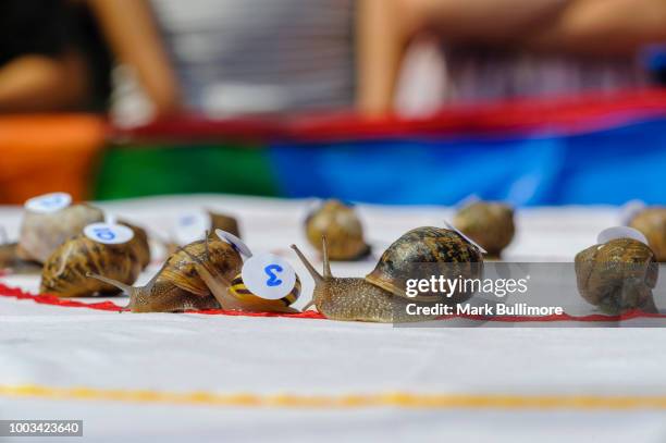 Japanese Racing Snail The first heat of the World Championship Snail Racing gets underway ...