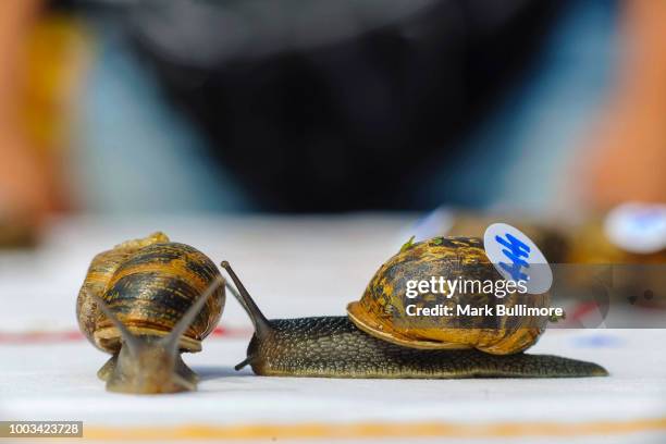 Snail Racing Shells Racing Snails Photos and Premium High Res Pictures - Getty Images