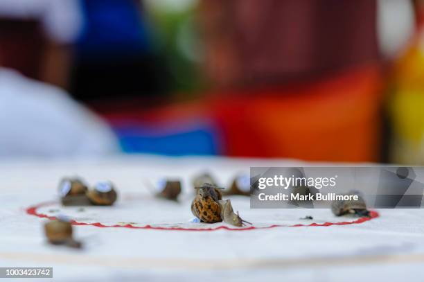Snail Racing Gty World Snail Racing Championships Photos and Premium High Res Pictures ...