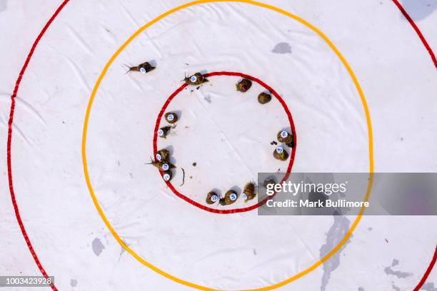 Snail Racing Gty Pictures and Photos - Getty Images