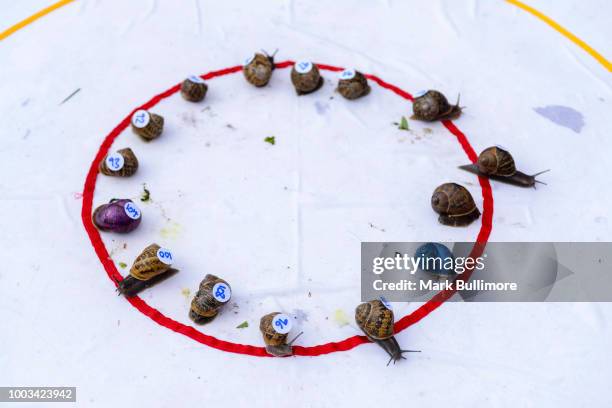 World Snail Racing Championships Norfolk Photos and Premium High Res ...