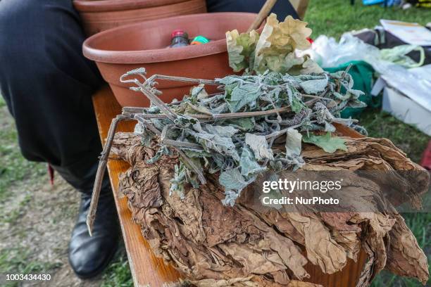 Tobacco and mint - iingredients of traditional Kashubian snuff are seen in Chmielno, Kashubia region, Poland on 21 July 2018 Kashubs or Kashubians...