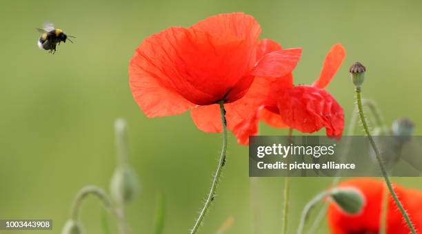 Bumblebee flies past a poppy blossom on a field near Erisdorf, Germany, 1 June 2017. Photo: Thomas Warnack/dpa