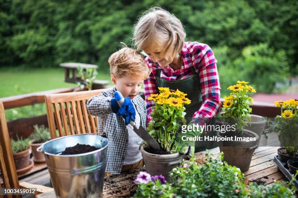 an attractive senior woman with a toddler boy planting flowers outdoors in summer. - gardening foto e immagini stock