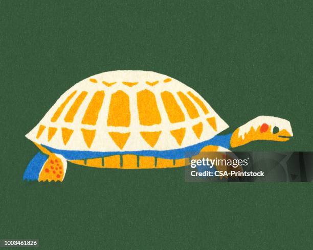 ilustraciones, imágenes clip art, dibujos animados e iconos de stock de tortuga - dermoquélidos