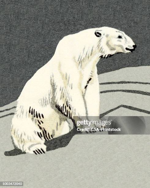polar bear - arctic animals stock illustrations