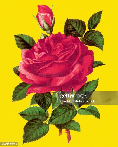 rose - rose stock illustrations