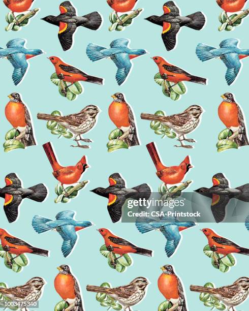 birds - robin stock illustrations