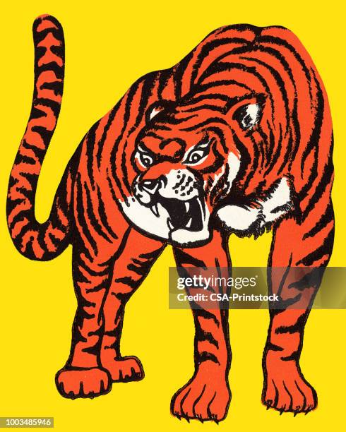 tiger - tiger stock illustrations