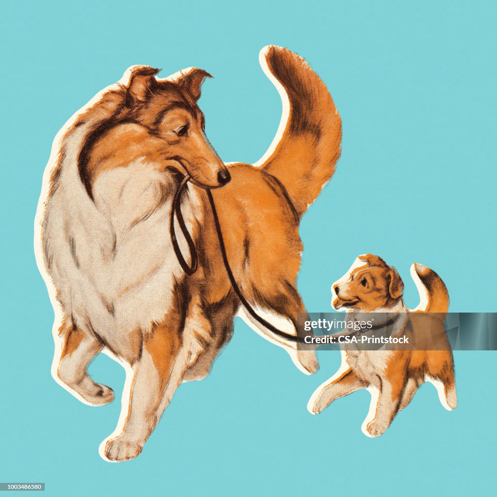 Dog with Puppy on Leash