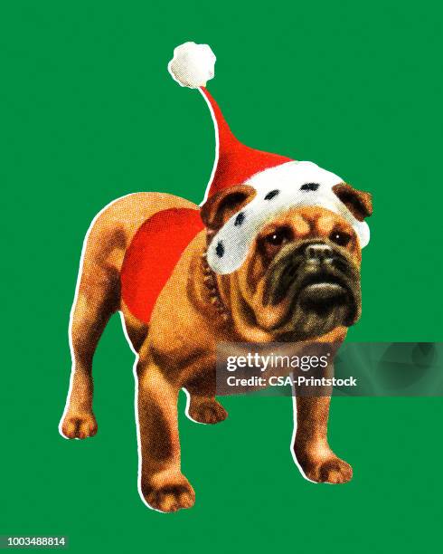 stockillustraties, clipart, cartoons en iconen met kerst bulldog - huisdierenkleding