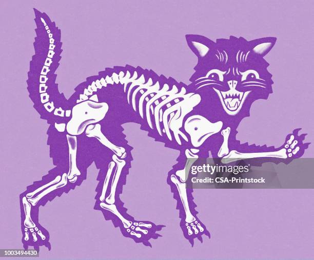 cat skelett - animal skeleton stock-grafiken, -clipart, -cartoons und -symbole