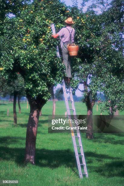 apple picker in germany - man picking fruit from a tree stock pictures, royalty-free photos & images
