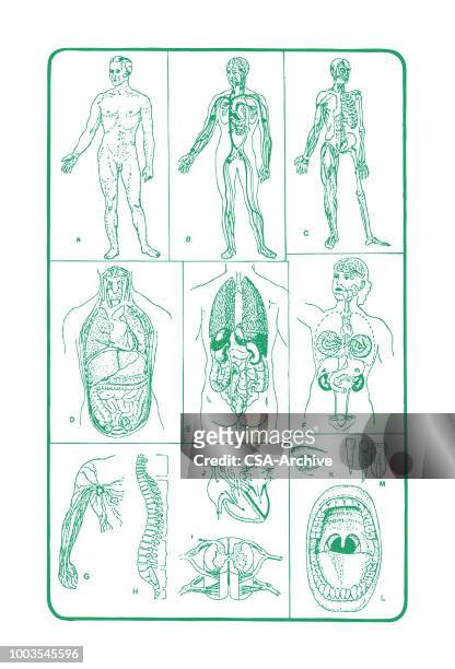 human anatomy - anatomical skeleton stock illustrations