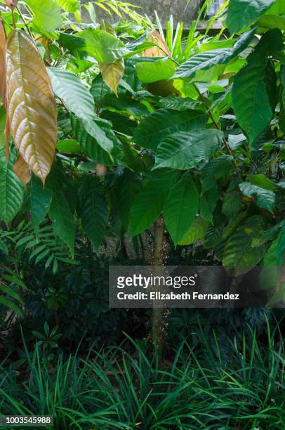 cocoa plant - cacao tree stock-fotos und bilder