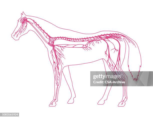 pferd-diagramm - menschliches-nervensystem stock-grafiken, -clipart, -cartoons und -symbole