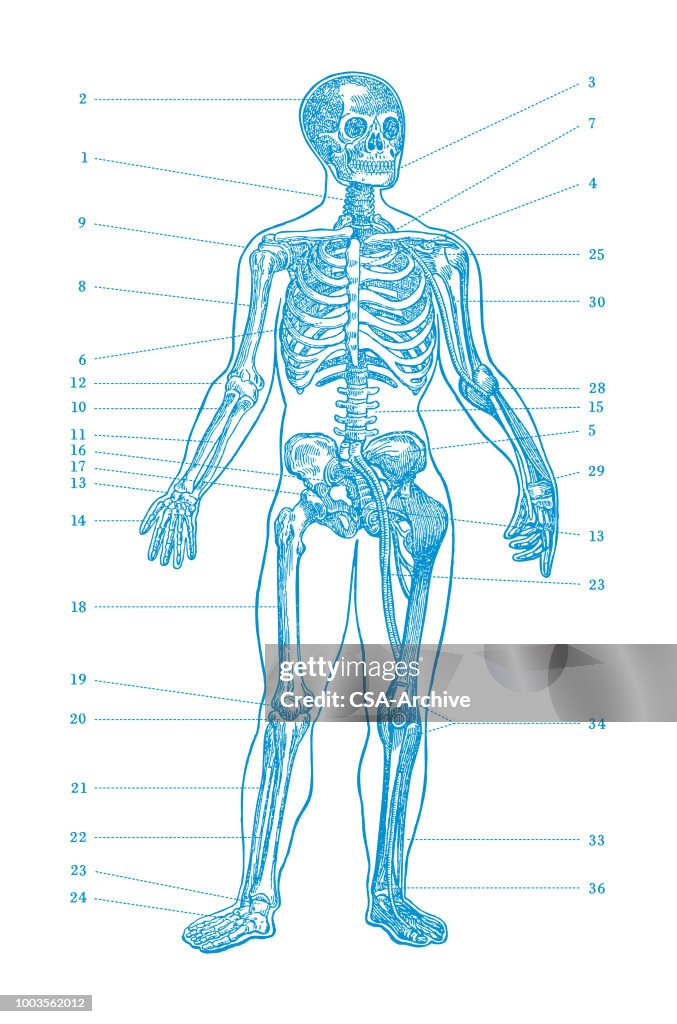 Human Diagram High Biology Diagrams
