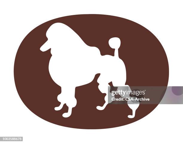 poodle - poodle stock illustrations
