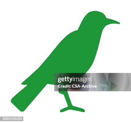 鳥 鳥