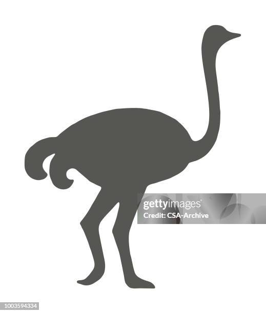 ostrich - ostrich stock illustrations