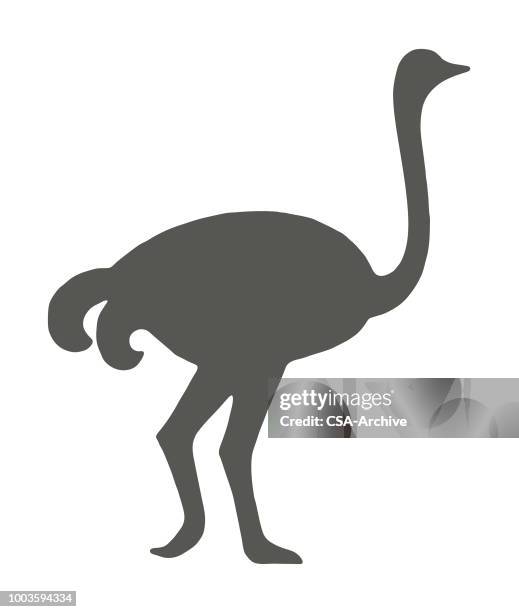 鴕鳥 - ostrich 幅插畫檔、美工圖案、卡通及圖標