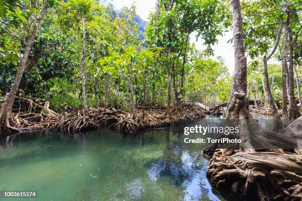 mangrove trees forest with turquoise water canal in krabi thailand"n - província de krabi imagens e fotografias de stock