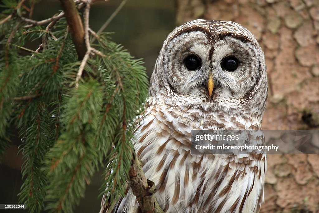 Wild Barred Owl 