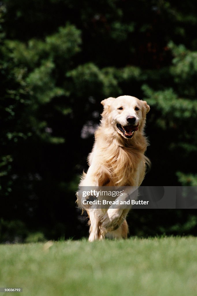 GOLDEN RETRIEVER DOG