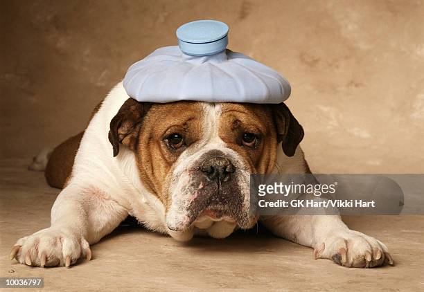 bulldog with headache - ijszak stockfoto's en -beelden