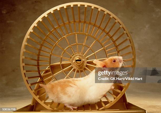 Hamster High-Res Stock Photo