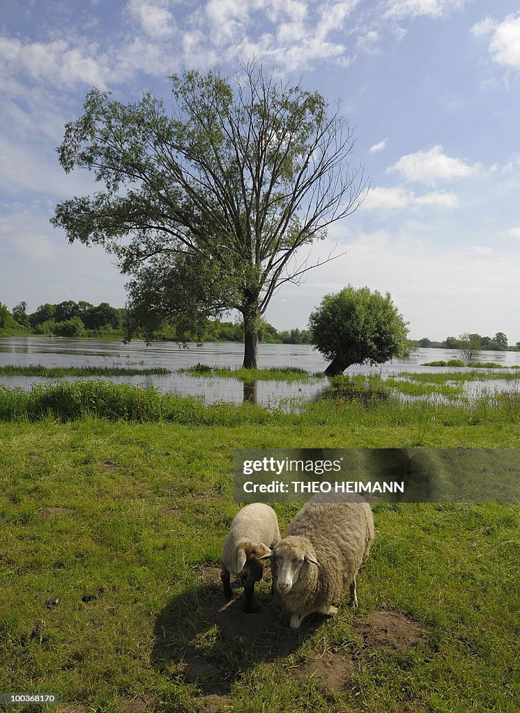 Sheep stand on the flooded plains of the