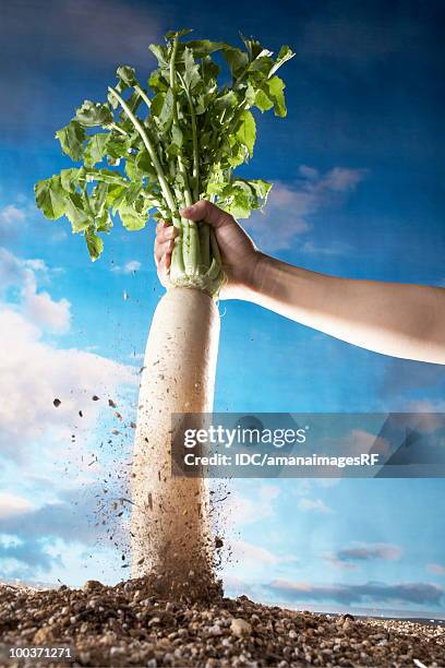 hand pulling daikon radish from dirt - daikon stockfoto's en -beelden