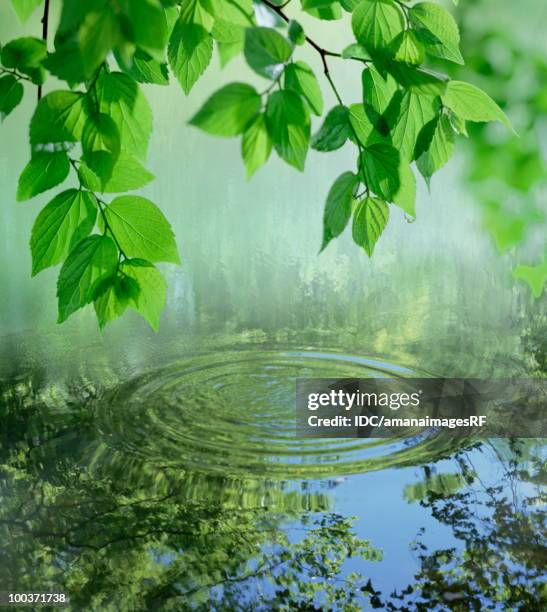 trees reflected water surface - nagano japan stock illustrations