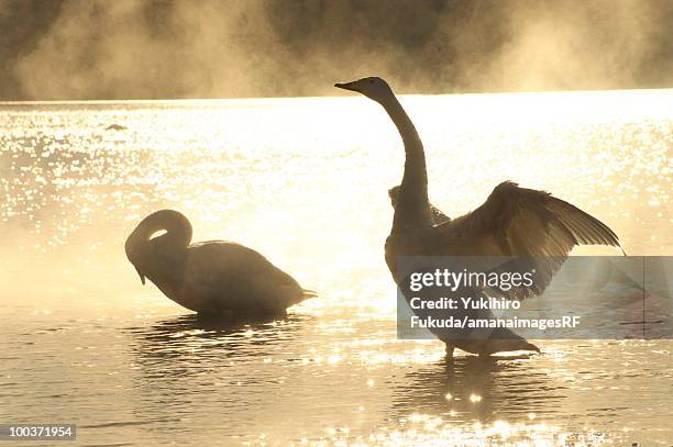 silhouette of swans on lake kussharo, teshikaga town, hokkaido prefecture, japan - kushiro stock pictures, royalty-free photos & images