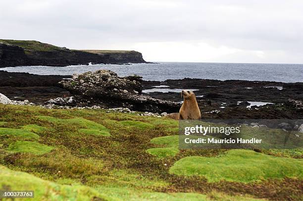 a hooker's sea lion, phocarctos hookeri, on enderby island. - enderby island stock-fotos und bilder
