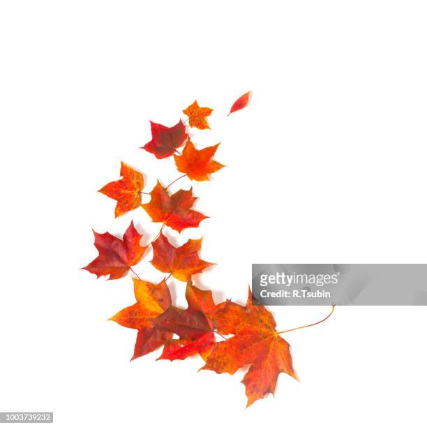 autumn maple leaves over white isolated background - automne feuilles photos et images de collection