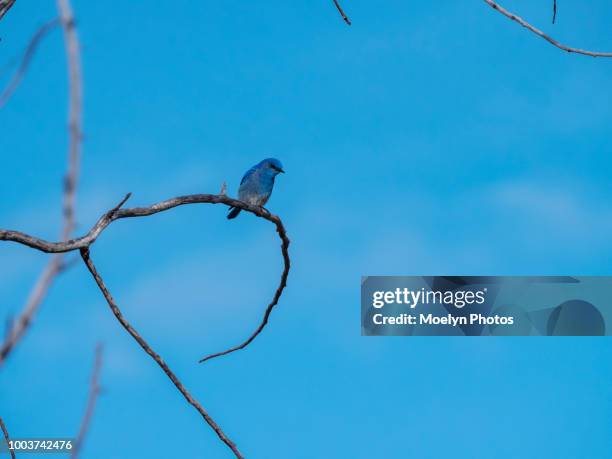 mountain bluebird and blue sky - berghüttensänger stock-fotos und bilder