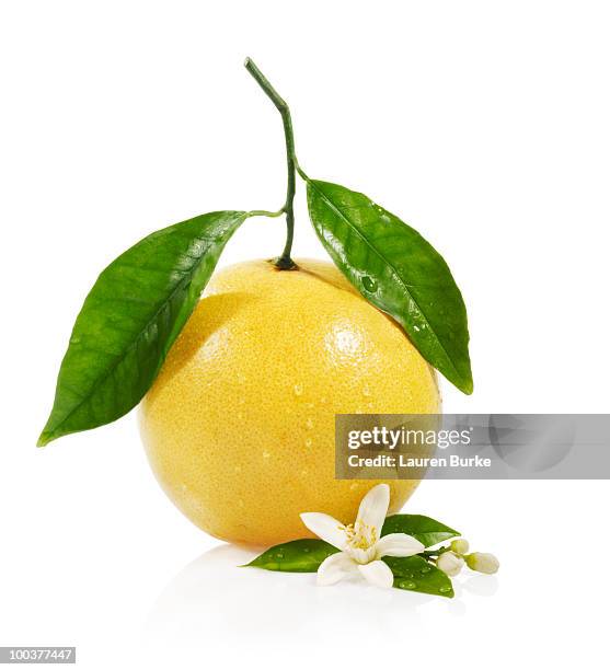 grapefruit with blossom on white background - グレープフルーツ ストックフォトと画像