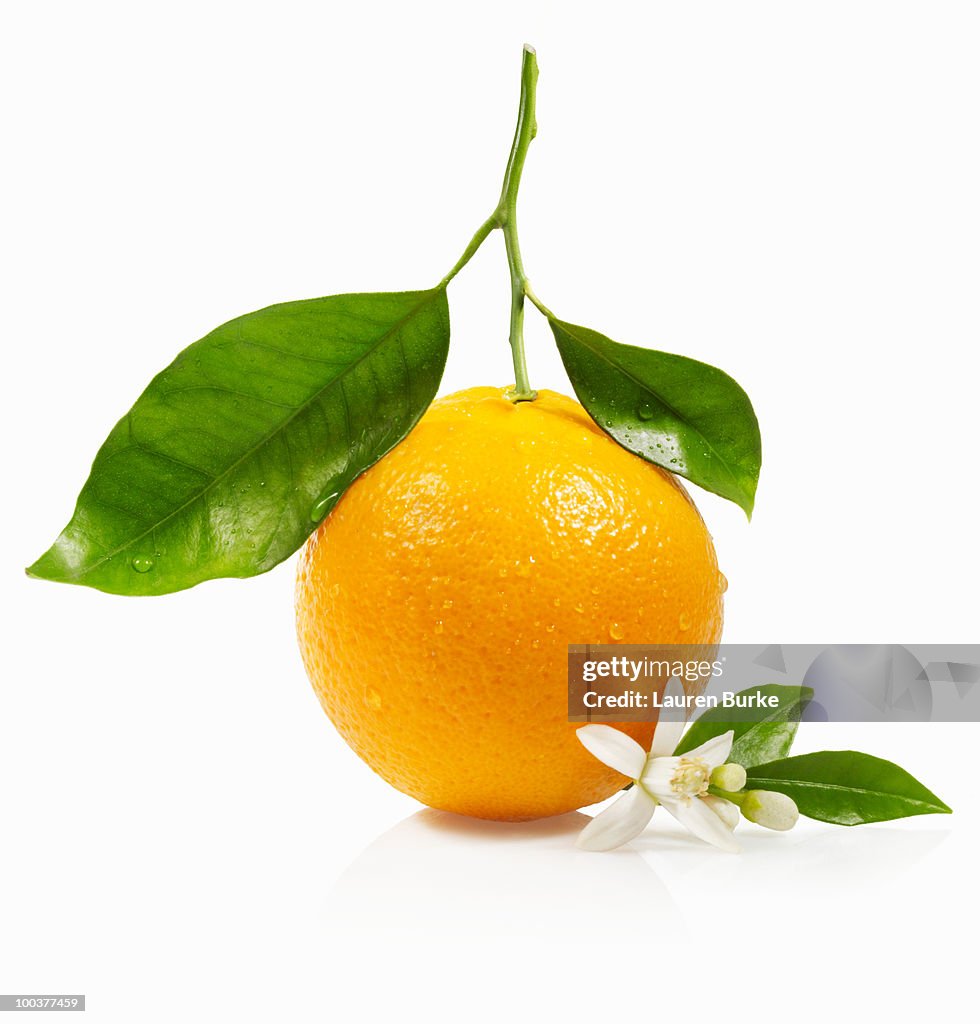 Orange with Leaves and Blossom