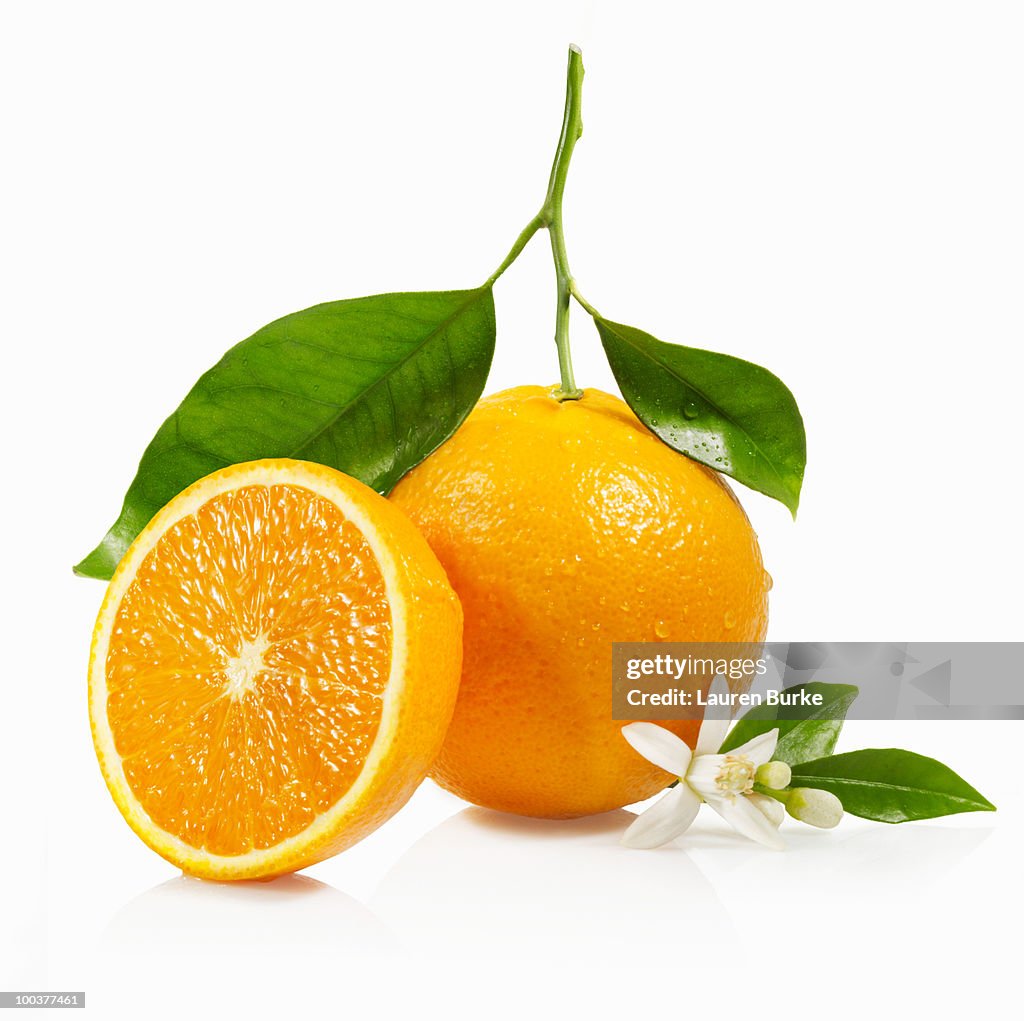 Oranges with Leaves and Blossom