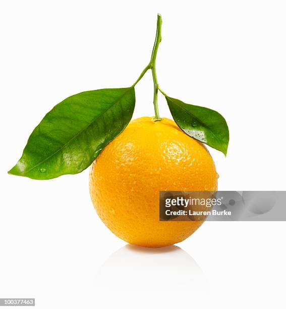 whole orange with leaves on white background - orange fruit stock-fotos und bilder