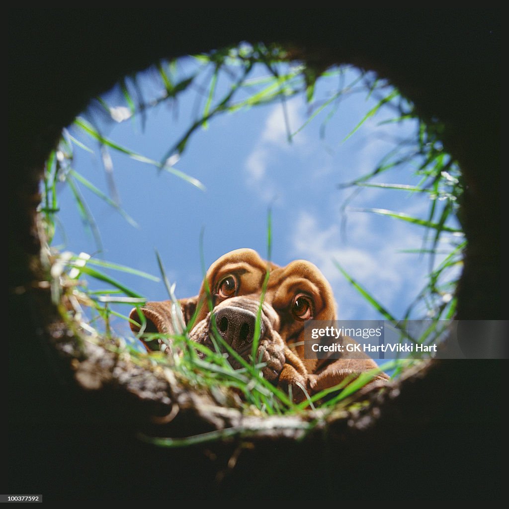 Bloodhound looking into hole