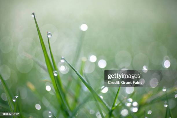 close up view of grass - dew bildbanksfoton och bilder