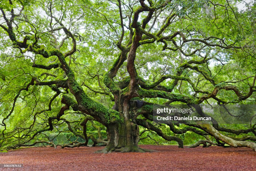 Angel Oak - Golden