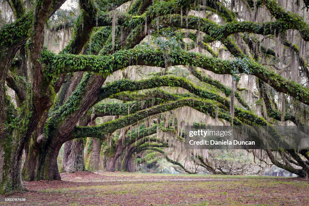 Tree Rows Arches Oak Tree Arches High-Res Stock Photo - Getty Images