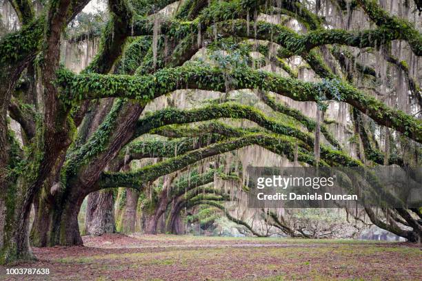 oak tree arches - live oak tree stock pictures, royalty-free photos & images