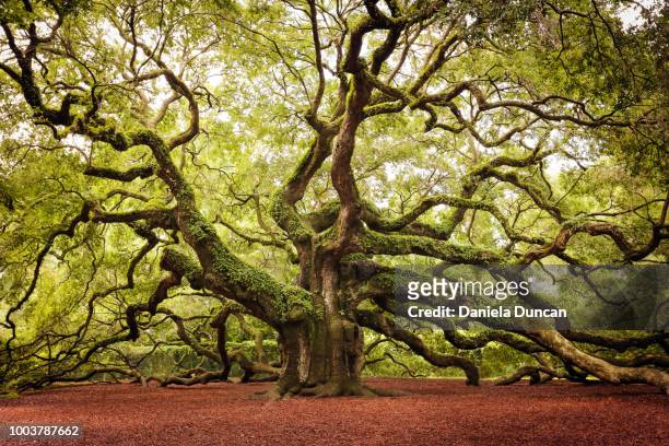angel oak - golden - live oak tree stock pictures, royalty-free photos & images