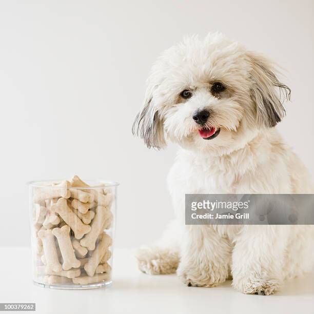 dog sitting next to container of dog biscuits - havanese stock pictures, royalty-free photos & images